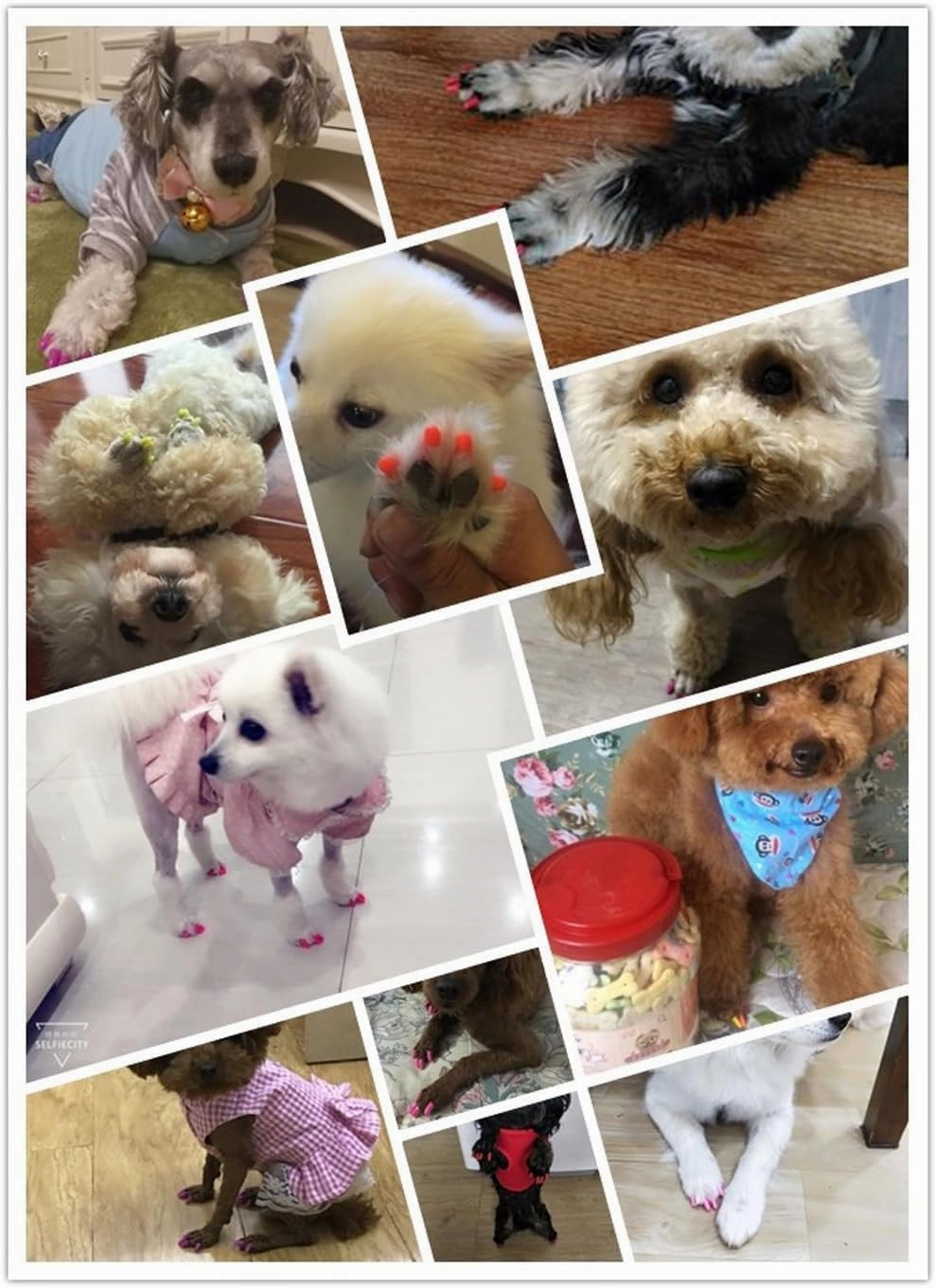 100pcs Dog Nail Caps Dog Caps Dog Nail Covers for Pet Dog Paws with 5pcs Adhesive Glue 5pcs Applications and Instructions