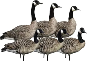 Avian X AXP 6 Piece Honker Sentry Walker Realistic Design Goose Decoy Rugged Steel Base Durability Set for Outdoor Hunting